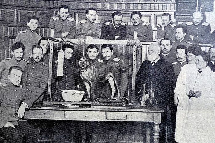 Violência, armas e os vira-latas de Pavlov