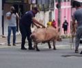 
Vídeo: porco solto causa correria e confusão no Centro de Maceió e termina ferido