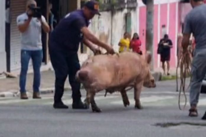 Vídeo: porco solto causa correria e confusão no Centro de Maceió e termina ferido