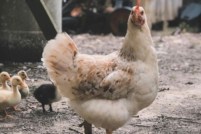 Homem usa galinha para esconder parafusadeira durante tentativa de furto em Palmeira dos Índios