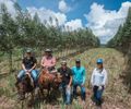 Eucalipto ganha espaço em Alagoas e fortalece modelo que une pecuária e sustentabilidade