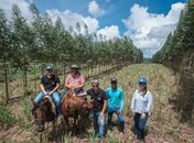 Eucalipto ganha espaço em Alagoas e fortalece modelo que une pecuária e sustentabilidade