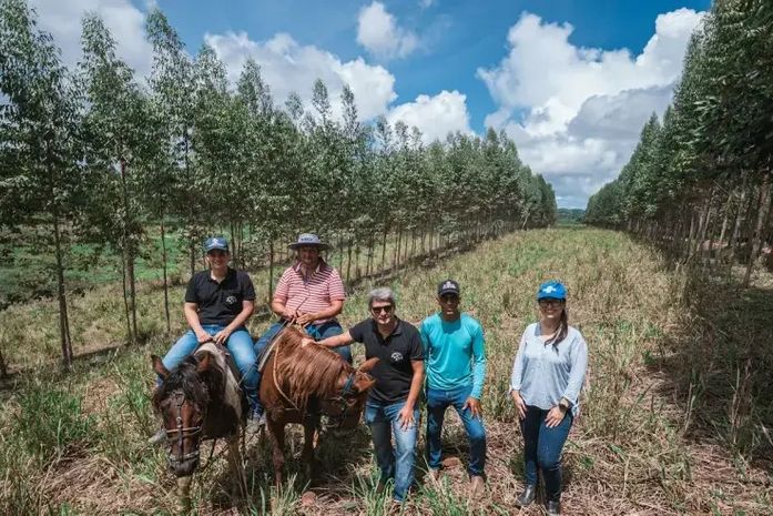 Eucalipto ganha espaço em Alagoas e fortalece modelo que une pecuária e sustentabilidade
