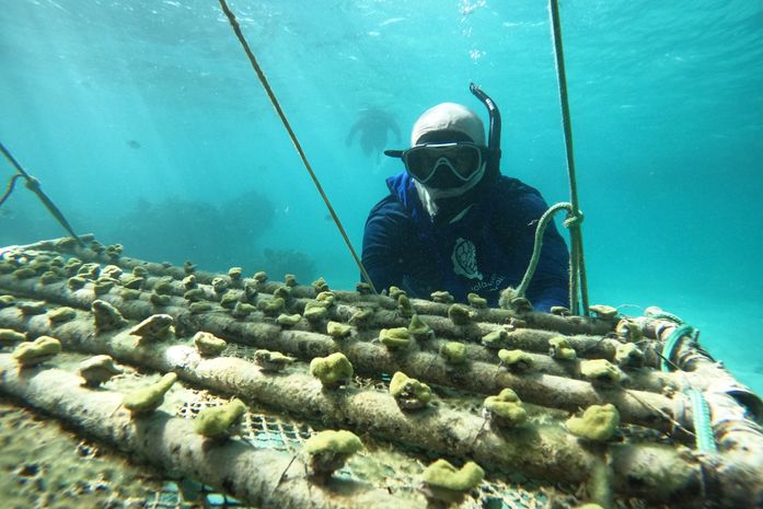 Parceria entre ABIH Alagoas, Maceió Convention e Biofábrica de Corais fortalece turismo regenerativo e apoia meta de restaurar 15 mil corais