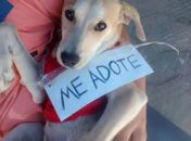 Feira de Adoção de Animais será realizada no domingo