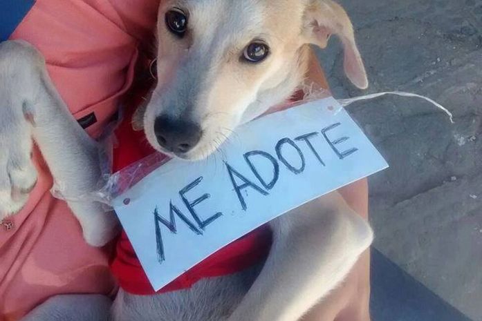 Feira de Adoção de Animais será realizada no domingo