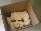 Equipe do IC faz parto de cachorra assassinada junto com o seu dono