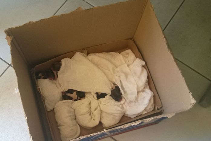 Equipe do IC faz parto de cachorra assassinada junto com o seu dono