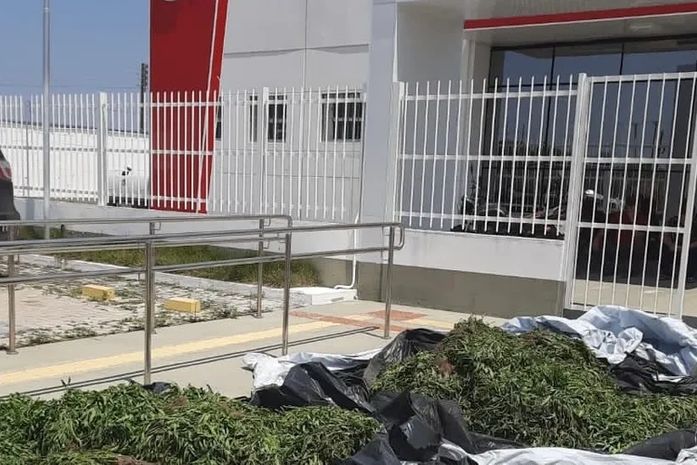Presos por cultivar cerca de 20 mil pés de maconha no Sertão alagoano são soltos após audiência de custódia