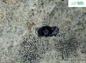 Manchas de óleo voltam a aparecer na Praia do Francês, 48 horas após último registro