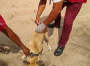 Dia D da vacinação Antirrábica para cães e gatos em Delmiro Gouveia, acontece no próximo sábado, 20