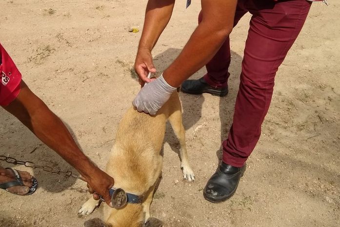 Dia D da vacinação Antirrábica para cães e gatos em Delmiro Gouveia, acontece no próximo sábado, 20