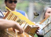 De volta à natureza: aves ganham liberdade no Dia da Consciência Negra 