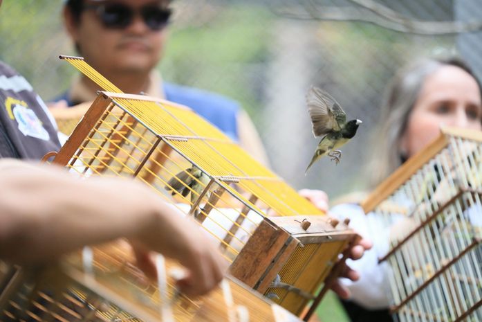 De volta à natureza: aves ganham liberdade no Dia da Consciência Negra 