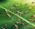 Mosquitos voltam a tirar o sossego dos moradores do Trapiche da Barra
