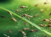 Mosquitos voltam a tirar o sossego dos moradores do Trapiche da Barra
