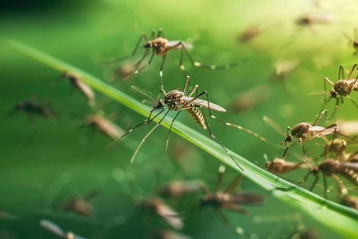 Mosquitos voltam a tirar o sossego dos moradores do Trapiche da Barra
