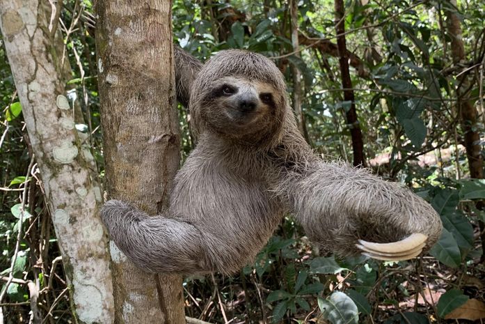 Dia do bicho-preguiça: conheça as ações desempenhadas pelo IMA para a proteção do animal
