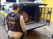 Operação desarticula quadrilha envolvida em roubo de carga e tráfico de drogas em três estados