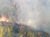 Incêndio em vegetação às margens da AL 101, em Marechal Deodoro.