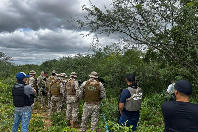 PMAL e PF destroem mais de 2,8 mil pés de maconha em Alagoas e Pernambuco