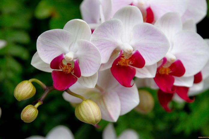 Orquídea