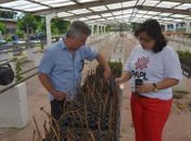 Lifal receberá recursos para produzir xarope de planta medicinal