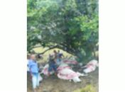 Raio atinge e mata várias cabeças de gado em fazenda em Feira Grande 