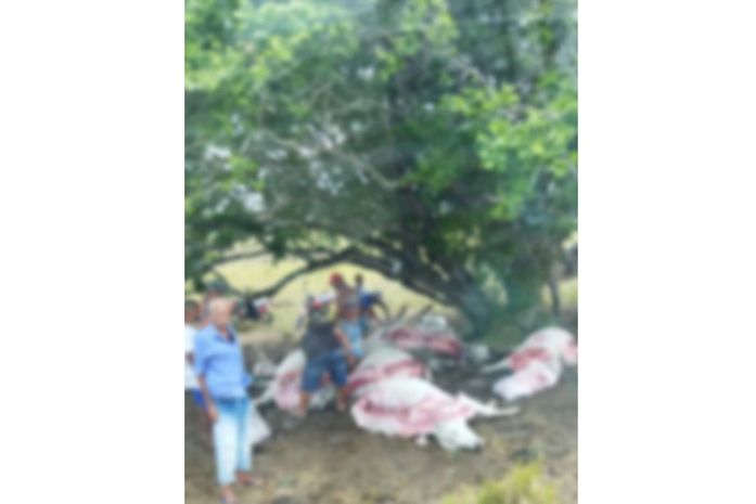 Raio atinge e mata várias cabeças de gado em fazenda em Feira Grande