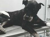 Dogão morreu na segunda-feira (21)