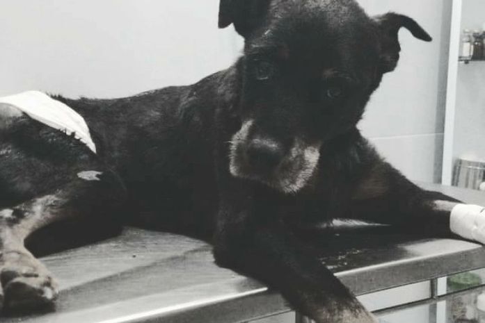 Dogão morreu na segunda-feira (21)