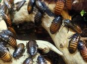 Empresa americana oferece mais de R$ 10 mil para quem aceitar viver com cem baratas