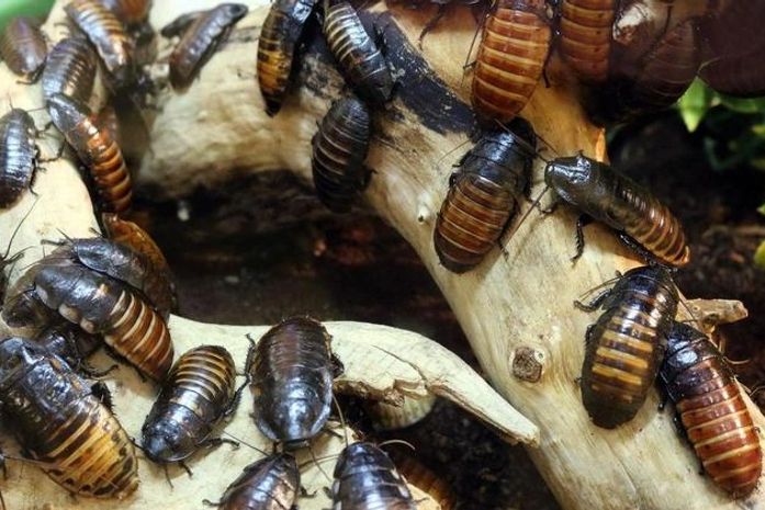 Empresa americana oferece mais de R$ 10 mil para quem aceitar viver com cem baratas