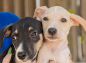 Cães e gatos vão estar disponíveis para adoção responsável durante a feira