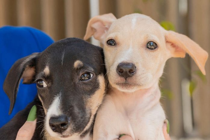 Cães e gatos vão estar disponíveis para adoção responsável durante a feira