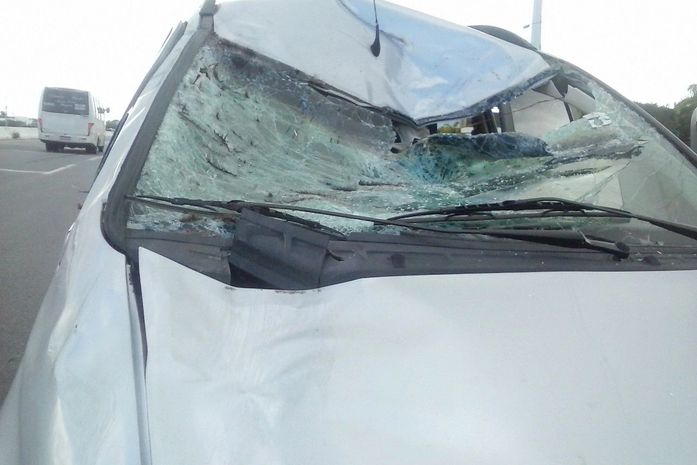 Veículo colidiu com cavalo na AL-101 Sul