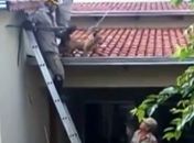 Cão é resgatado de cima de telhado