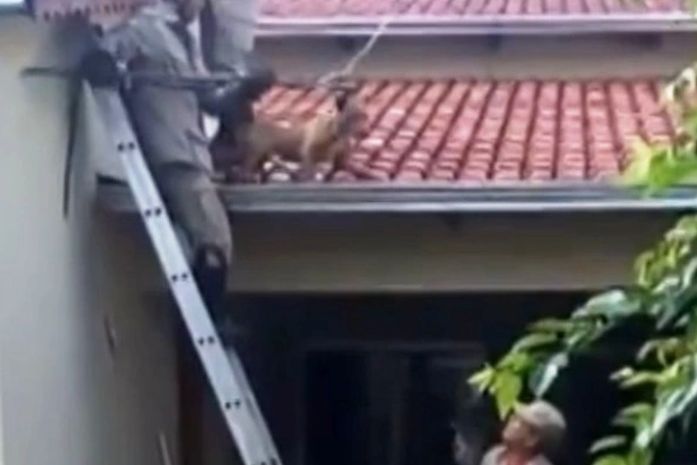 Cão é resgatado de cima de telhado
