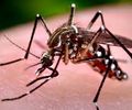 Mosquito transmissor da dengue, zica e chikungunya