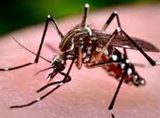 Mosquito transmissor da dengue, zica e chikungunya