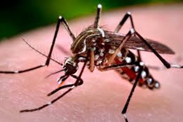 Mosquito transmissor da dengue, zica e chikungunya