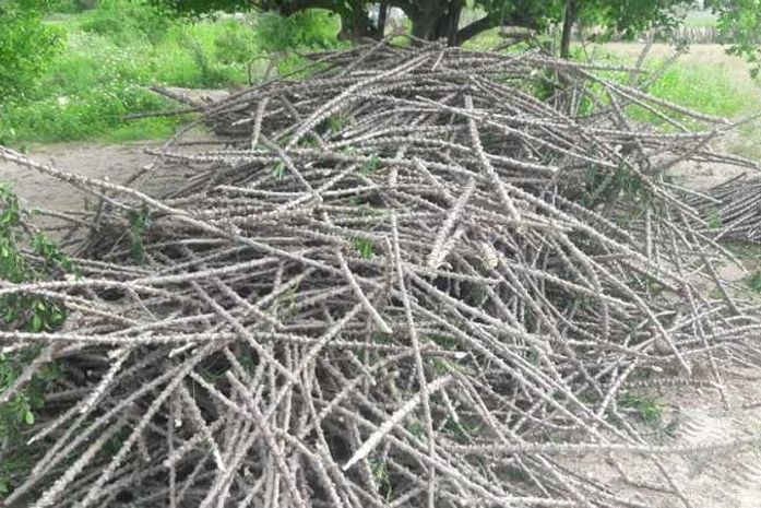 Além de trator, reabertura da Casa de Farinha, os agricultores também receberam manivas de primeira qualidade para plantio da mandioca