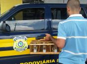 Pássaros avaliados em R$ 150 mil são apreendidos pela PRF