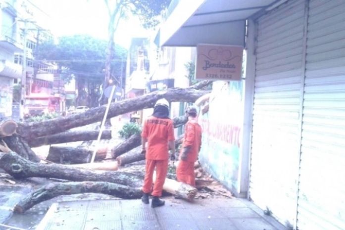 Bombeiros explicam quando devem ser acionados para ocorrências com árvores