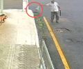 Idoso é preso após envenenar cães e oferecer R$ 5 mil à polícia para não ser autuado