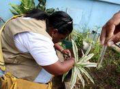 Alagoas registra crescimento de 34,5% no número de casos de dengue