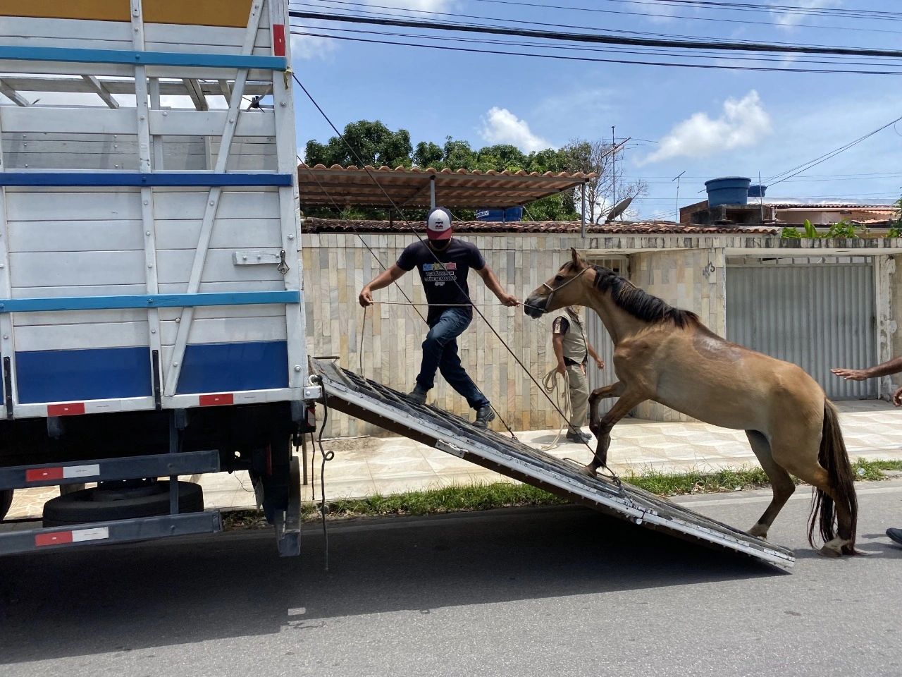 Carroceiro é preso após maltratar e matar cavalo – O JANELÃO
