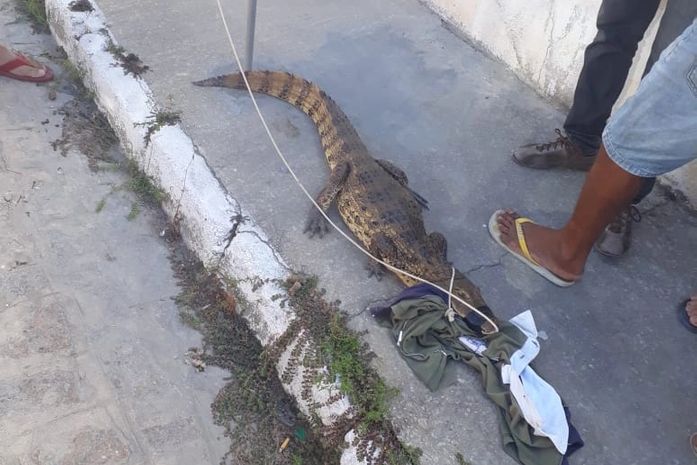 Jacaré é capturado por moradores