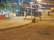 Carnaval de Palmeira dos Índios será 100% monitorado por câmeras de vigilância