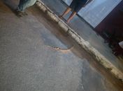 Jiboia é resgata por militares do Ronda no Bairro na Jatiúca